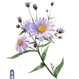 子衿