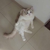 芒果胖虎他爹