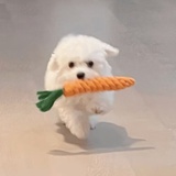 YepYepYepHá