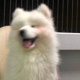 黑白