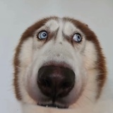 撒牙子