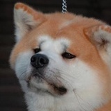 嘎嘎茄
