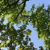 Rainblueblue