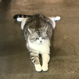 咕噜咕噜