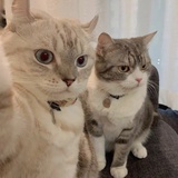 申诗雅