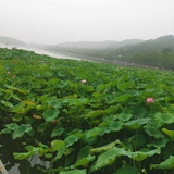 小龙猫
