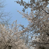 鸭煲咕噜噜🌸