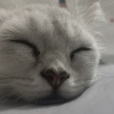 一只汤圆芝麻宽