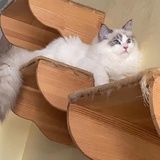 仙子贝贝