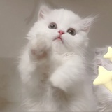 超可爱小鬼