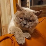 我叫珍猪