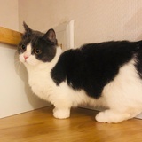 你手短短