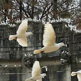 三分钟热度