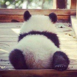 panda