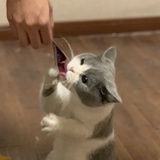 剪呆呆