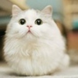 小喵