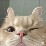 喵鱼