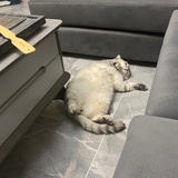 鹦鹉与猫