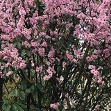 莹莹