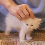 小鱼干贩卖
