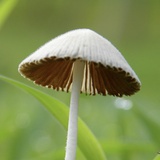 我是一个蘑菇伞