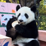 芒果椰汁黑糯米