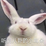 一只烊