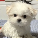 狗宝特攻