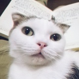 三石哥