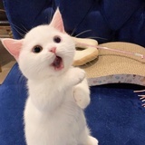奶茶