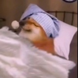 狗蛋