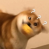 你是星星嘛