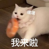 喵喵喵买买买买