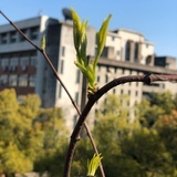 木