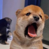 贰月一声鸣