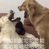 也不知道叫啥好