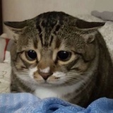 阿九