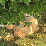 䰼