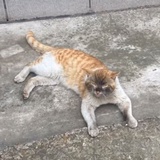北山茕茕
