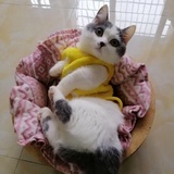 一颗小奶糖