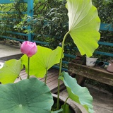 清溪