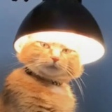 DDVv你喝不