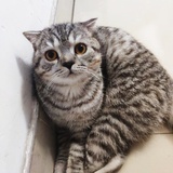 波翠