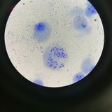 浓缩橘子汁