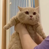 歪哟