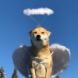 懿璁