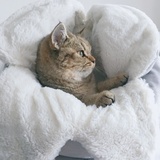 🐱崽长肉我变瘦
