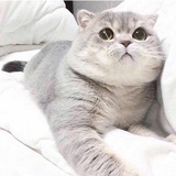 幸福的屁屁蛋