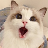 不是鱼