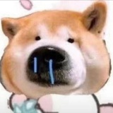 狗头momo
